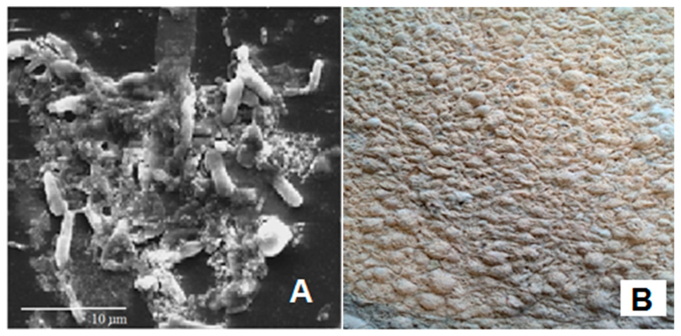 Foods 09 00941 g002 Foods 09 00941 g002