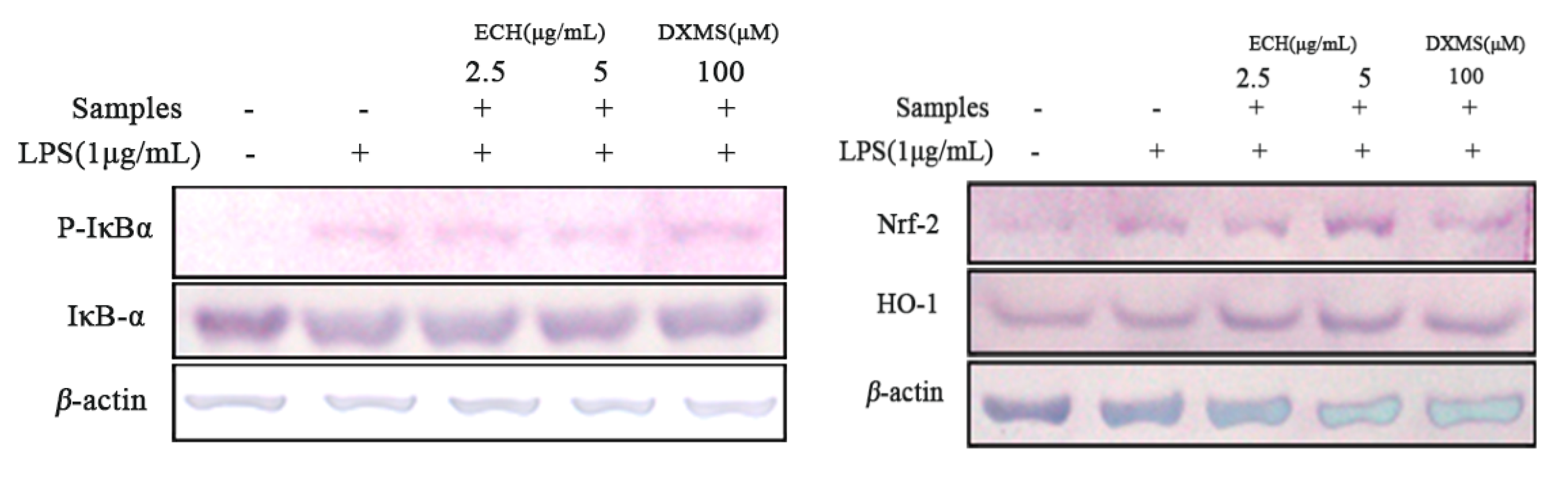 Foods 09 01039 g004 Foods 09 01039 g004