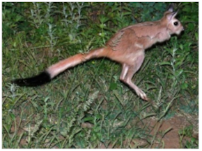 Foods 09 01096 g001 Foods 09 01096 g001