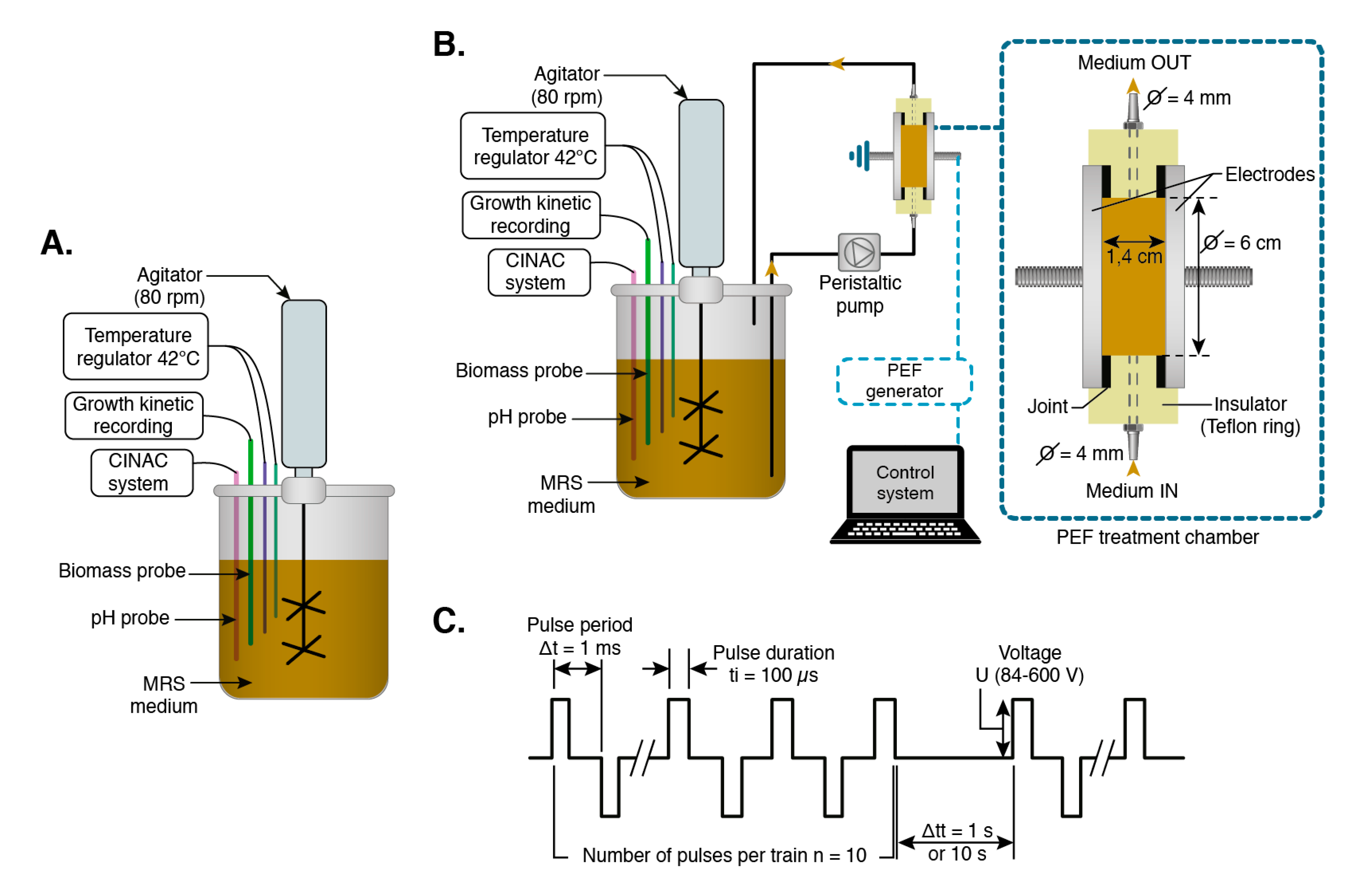 Foods Free Full Text Effect Of Pulsed Electric Fields On The Growth And Acidification Kinetics Of Lactobacillus Delbrueckii Subsp Bulgaricus Html
