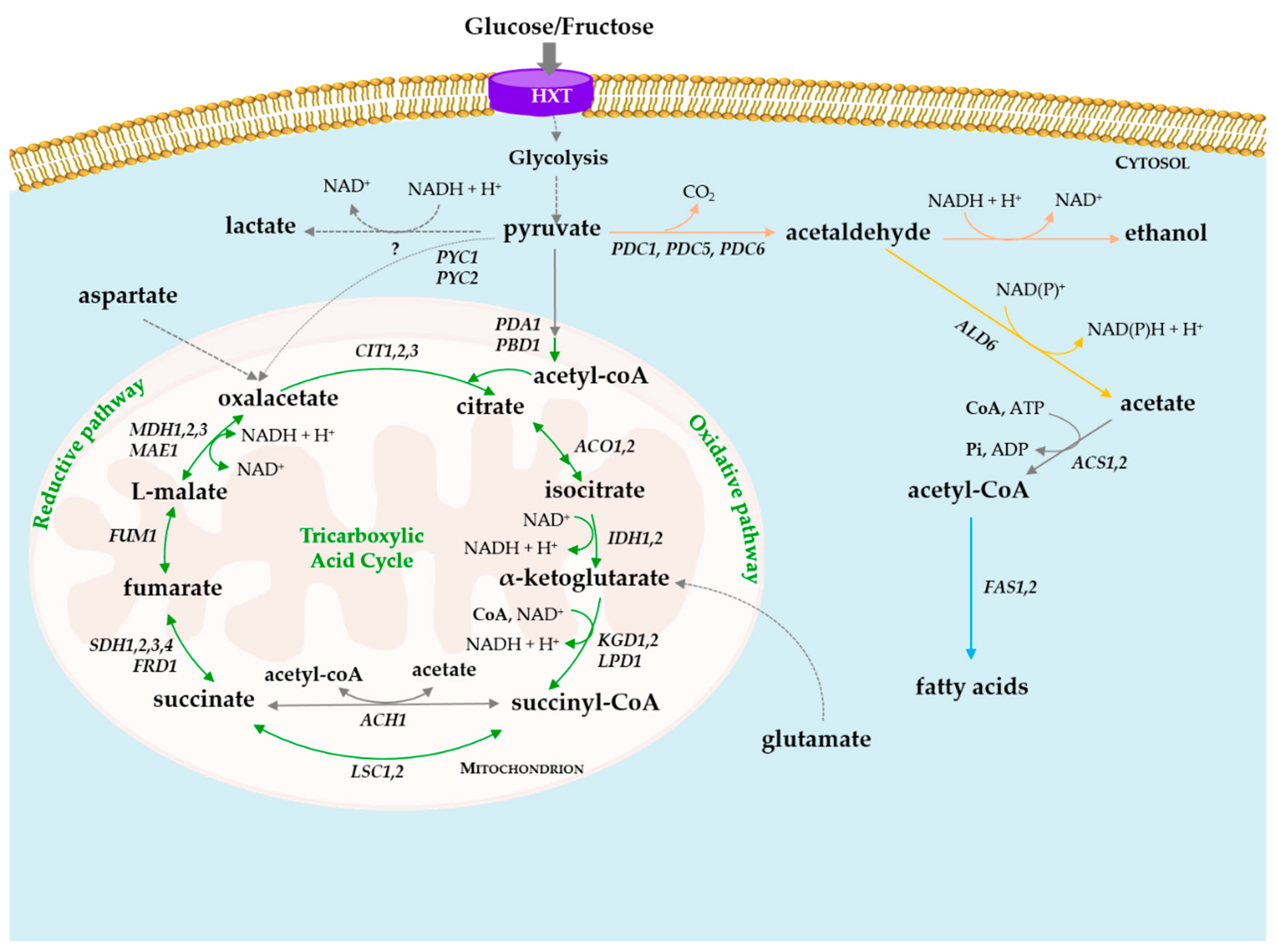 Foods 09 01231 g001 Foods 09 01231 g001