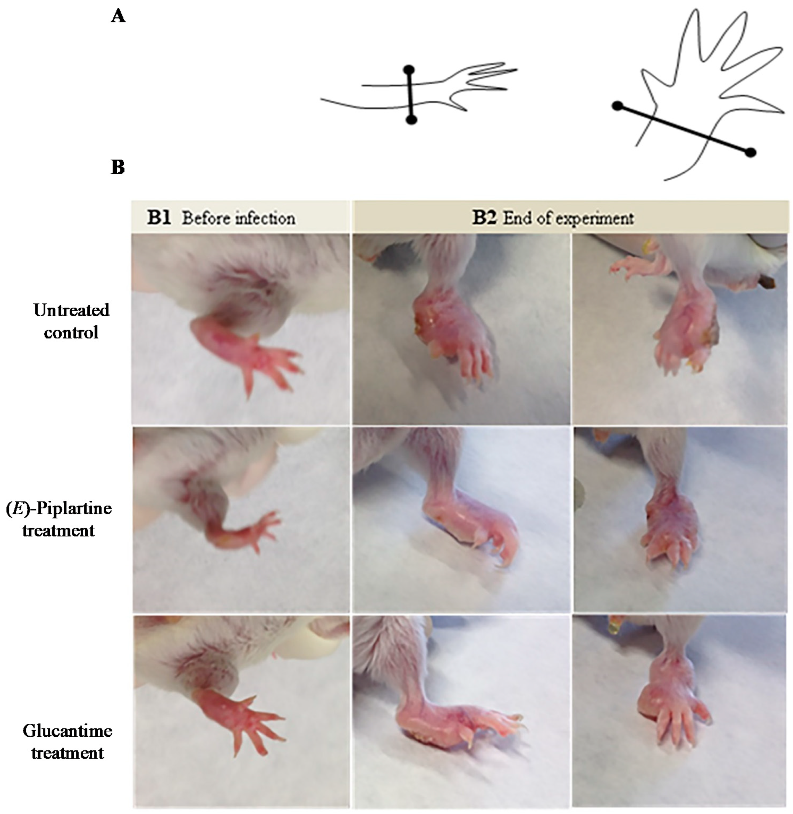 Foods Free Full Text E Piplartine Isolated From Piper Pseudoarboreum A Lead Compound Against Leishmaniasis Html