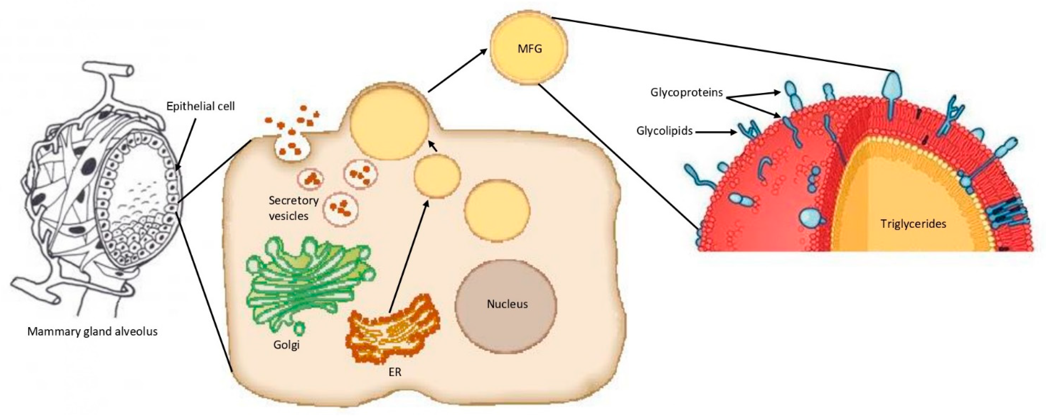 Foods 09 01251 g001 Foods 09 01251 g001
