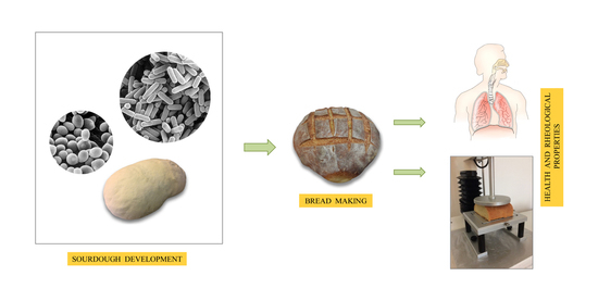Foods Free Full Text Persistence And Effect Of A Multistrain Starter Culture On Antioxidant And Rheological Properties Of Novel Wheat Sourdoughs And Bread Html