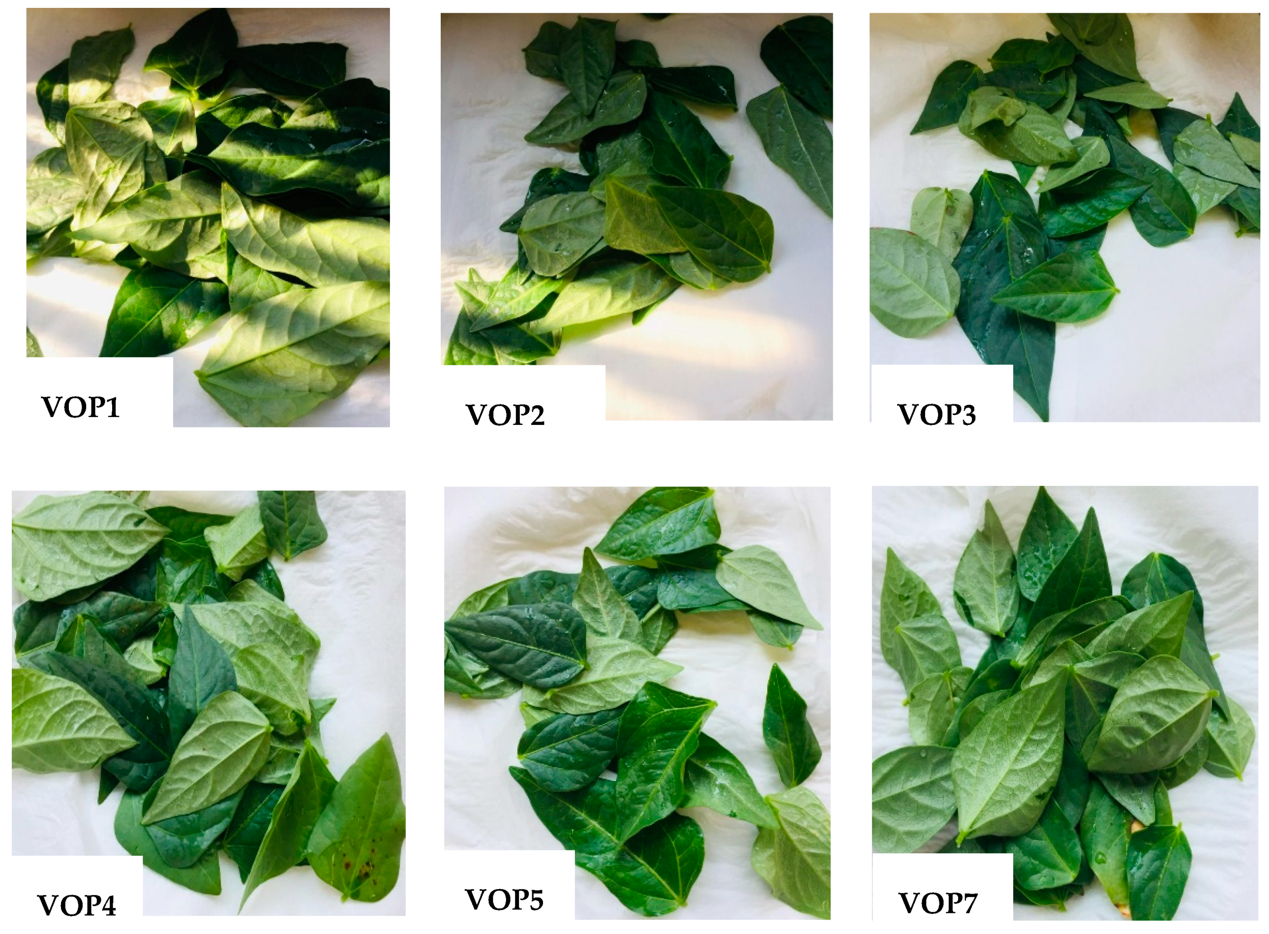 Foods 09 01285 g001a