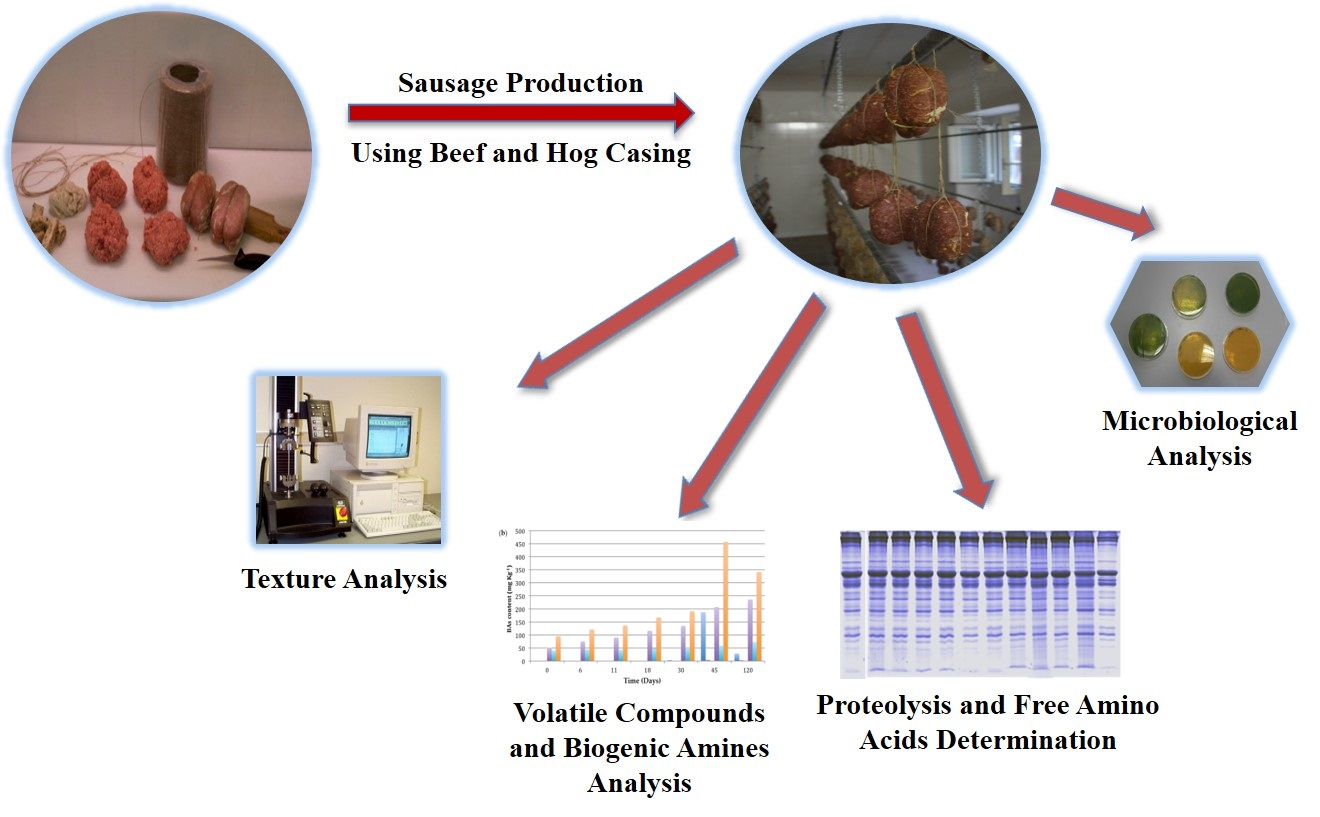 Foods Free Full Text Casing Contribution To Proteolytic Changes And Biogenic Amines Content In The Production Of An Artisanal Naturally Fermented Dry Sausage Html