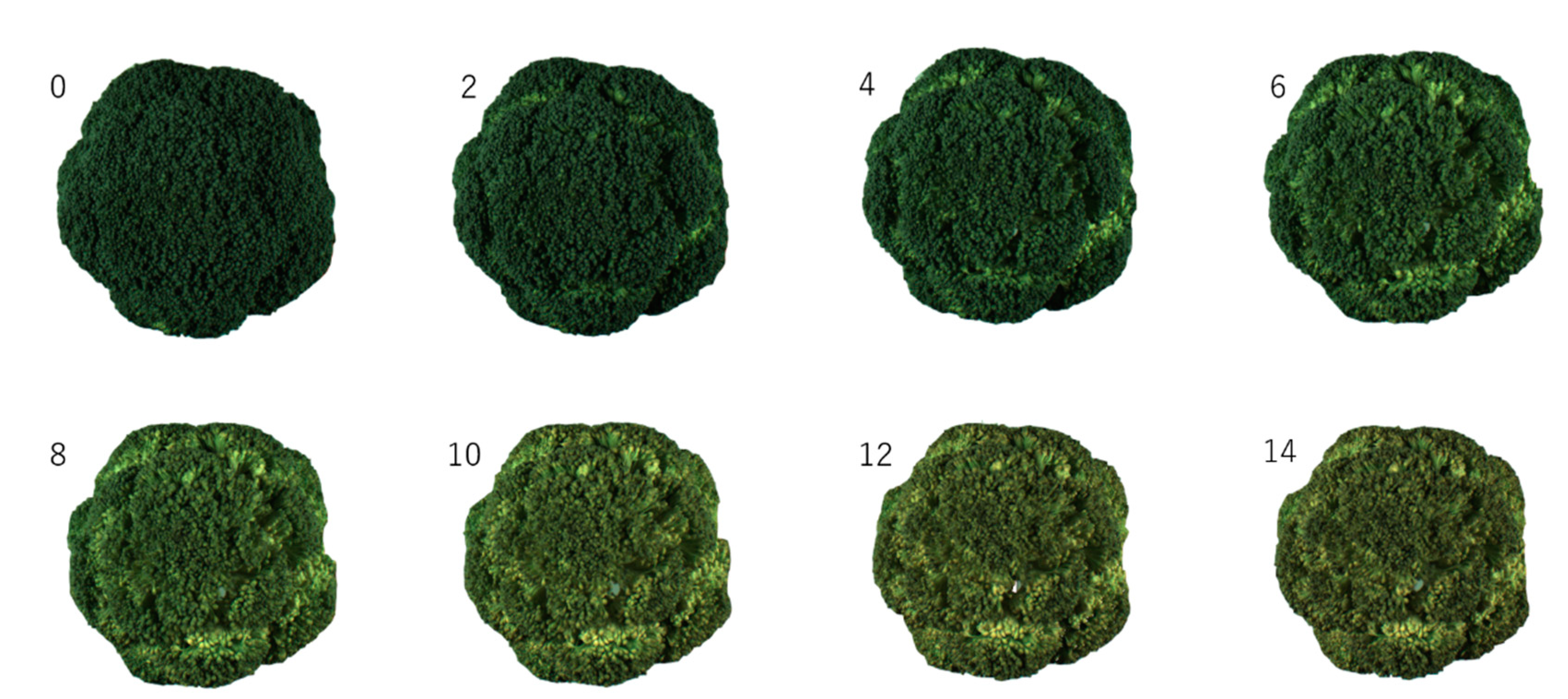 Foods 09 01305 g001 Foods 09 01305 g001