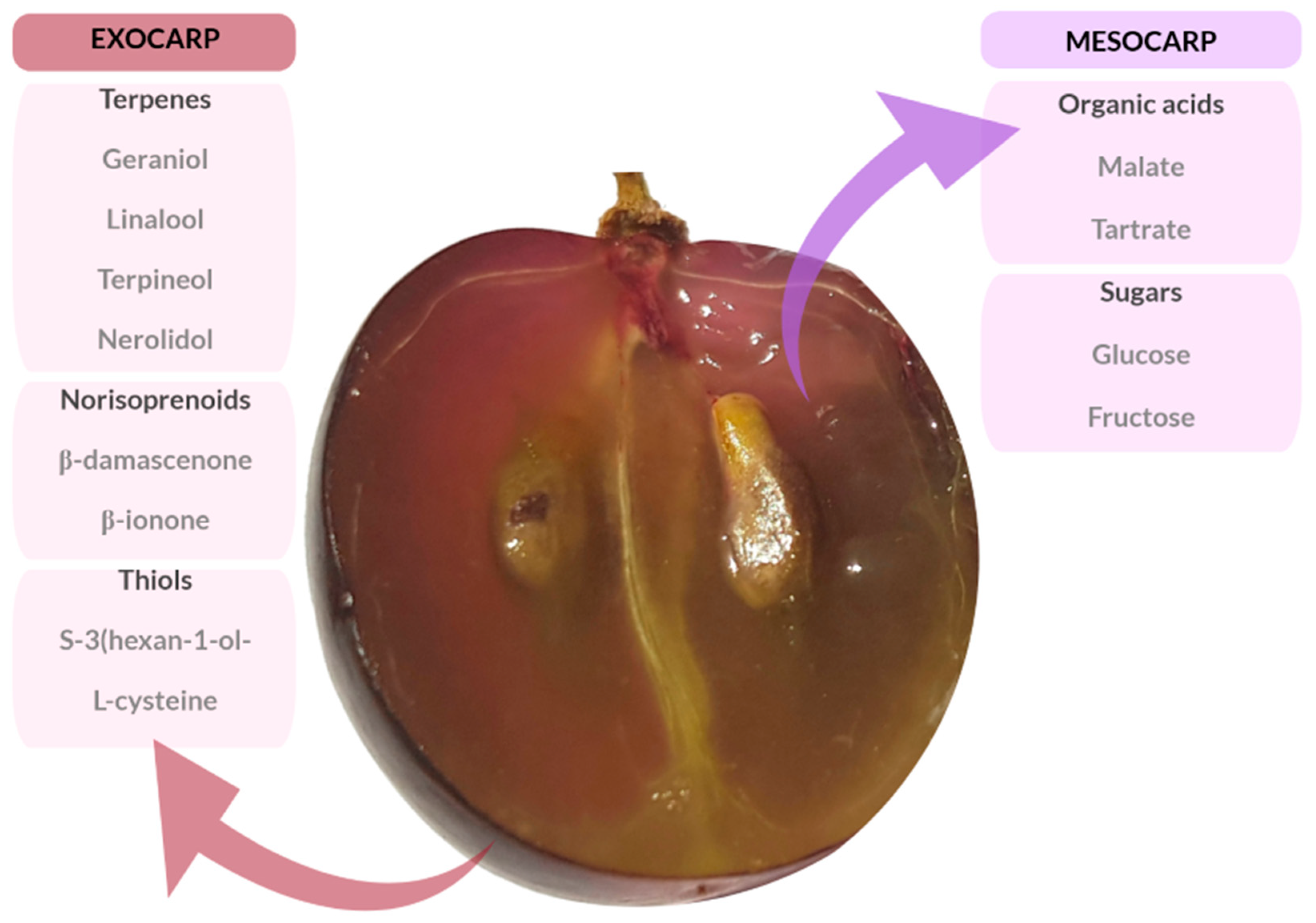 Seed grapes deals