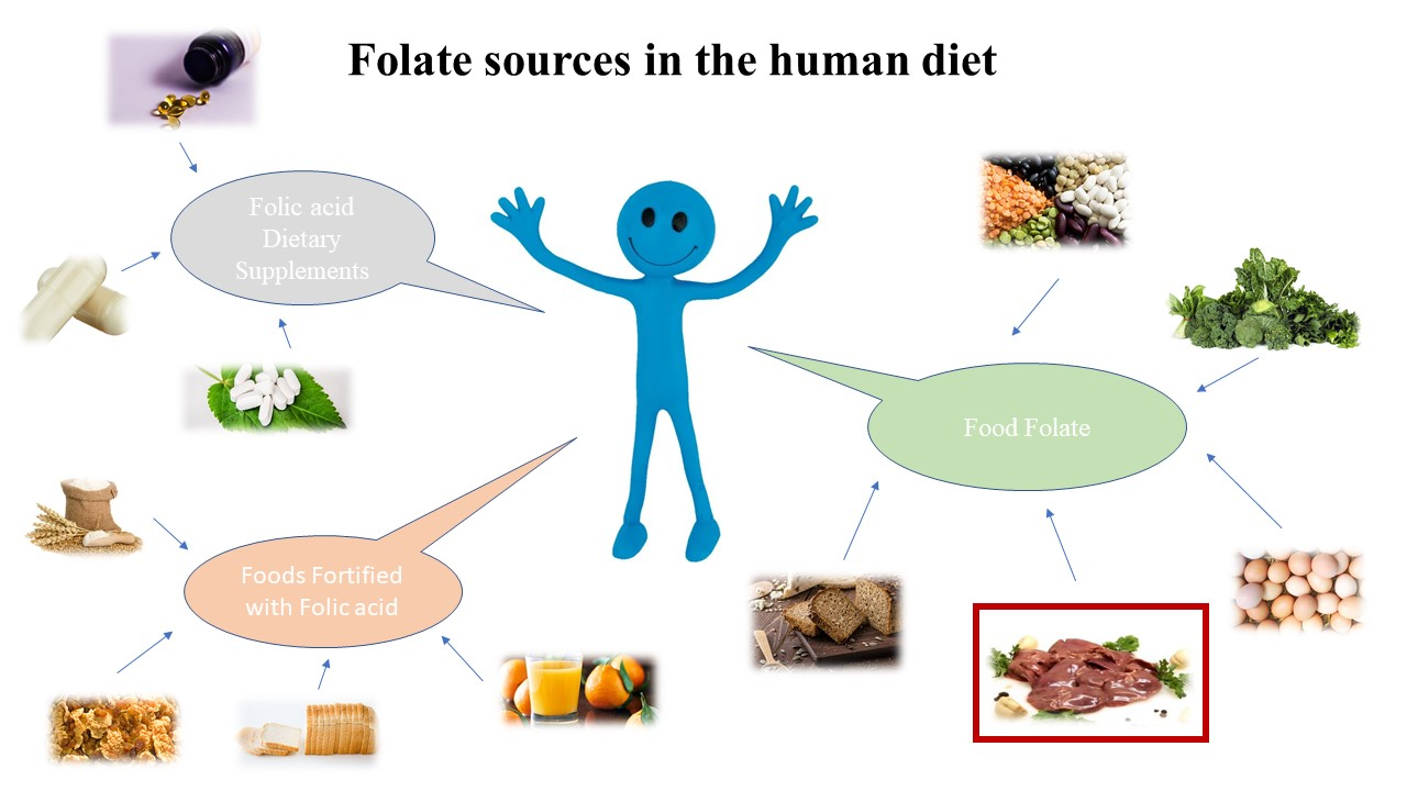 Foods Free FullText Effect of Different Cooking Methods on Folate