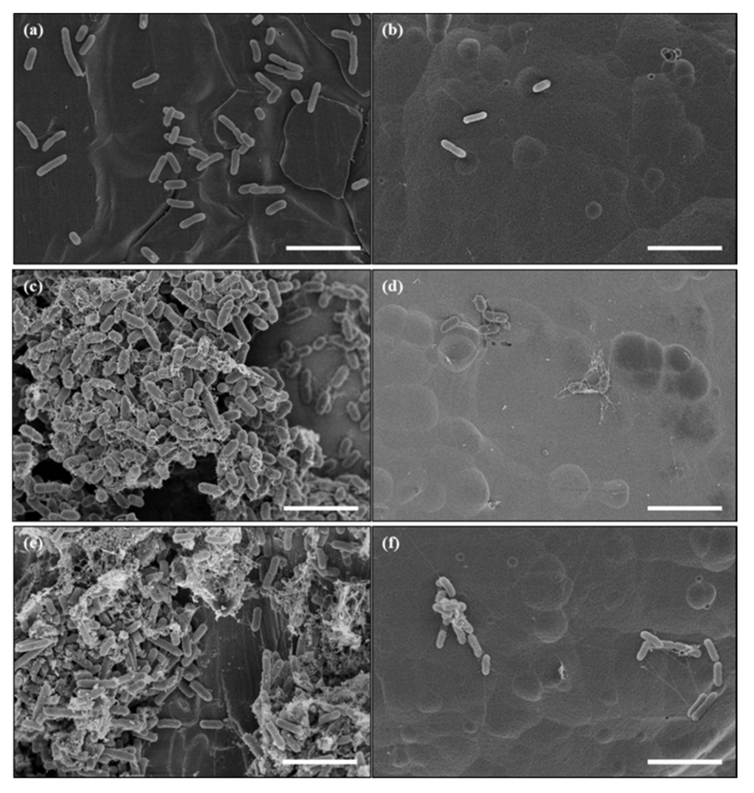 Foods Free FullText A Nanoengineered Stainless Steel Surface to