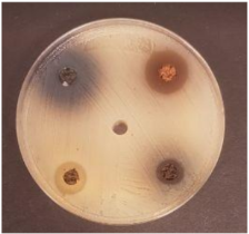 Foods 09 01620 i003 Foods 09 01620 i003