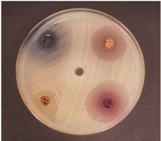 Foods 09 01620 i004 Foods 09 01620 i004