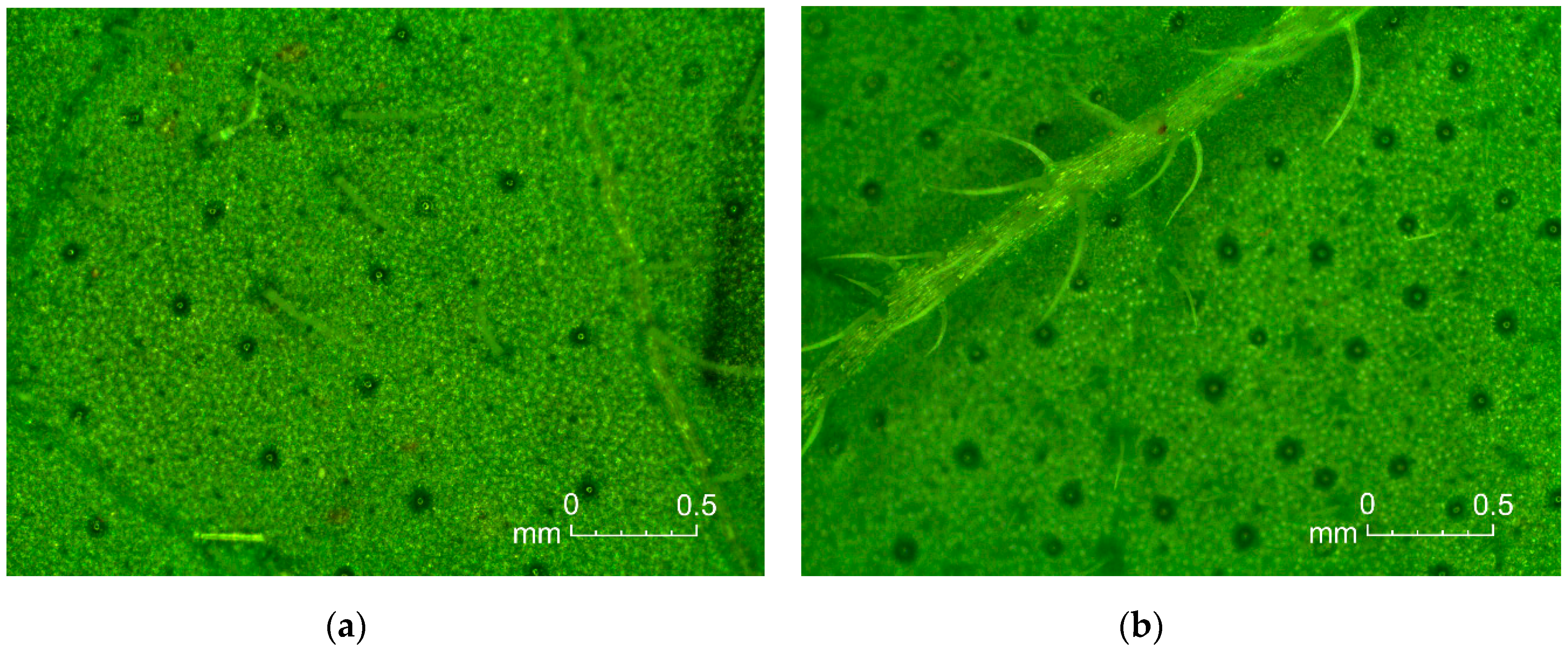 Foods 09 01671 g002 Foods 09 01671 g002