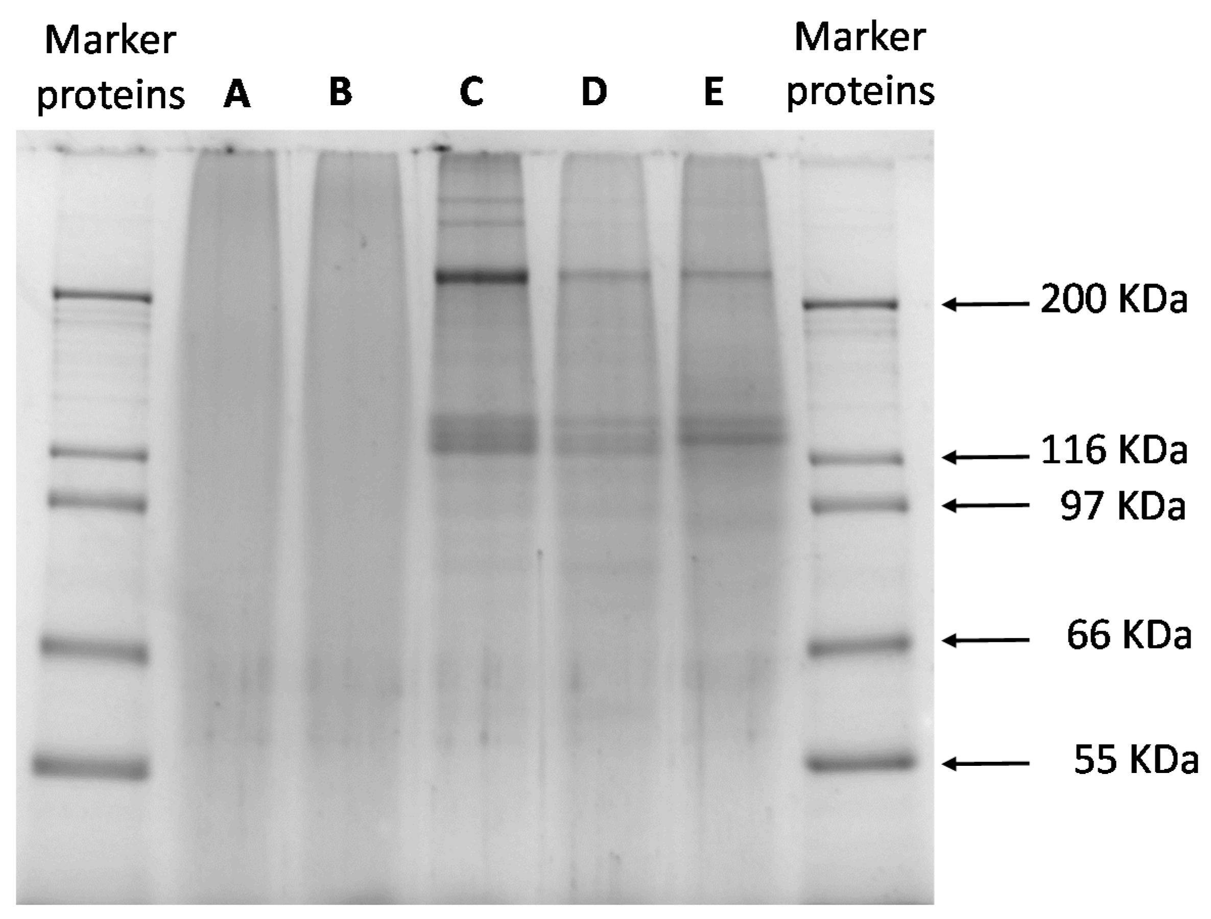 Foods 09 01718 g001 550
