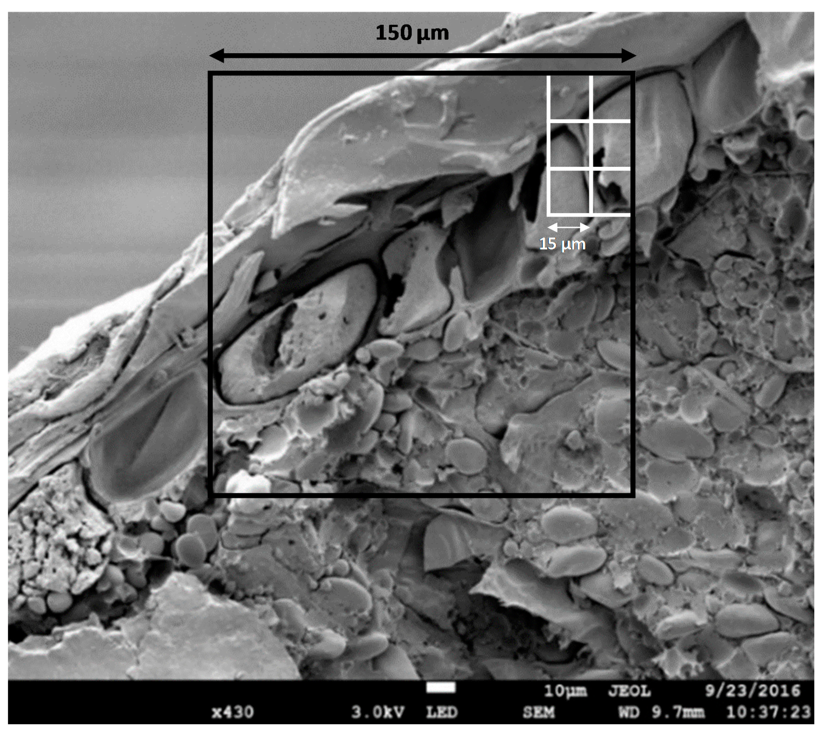 Foods 09 01755 g001 Foods 09 01755 g001