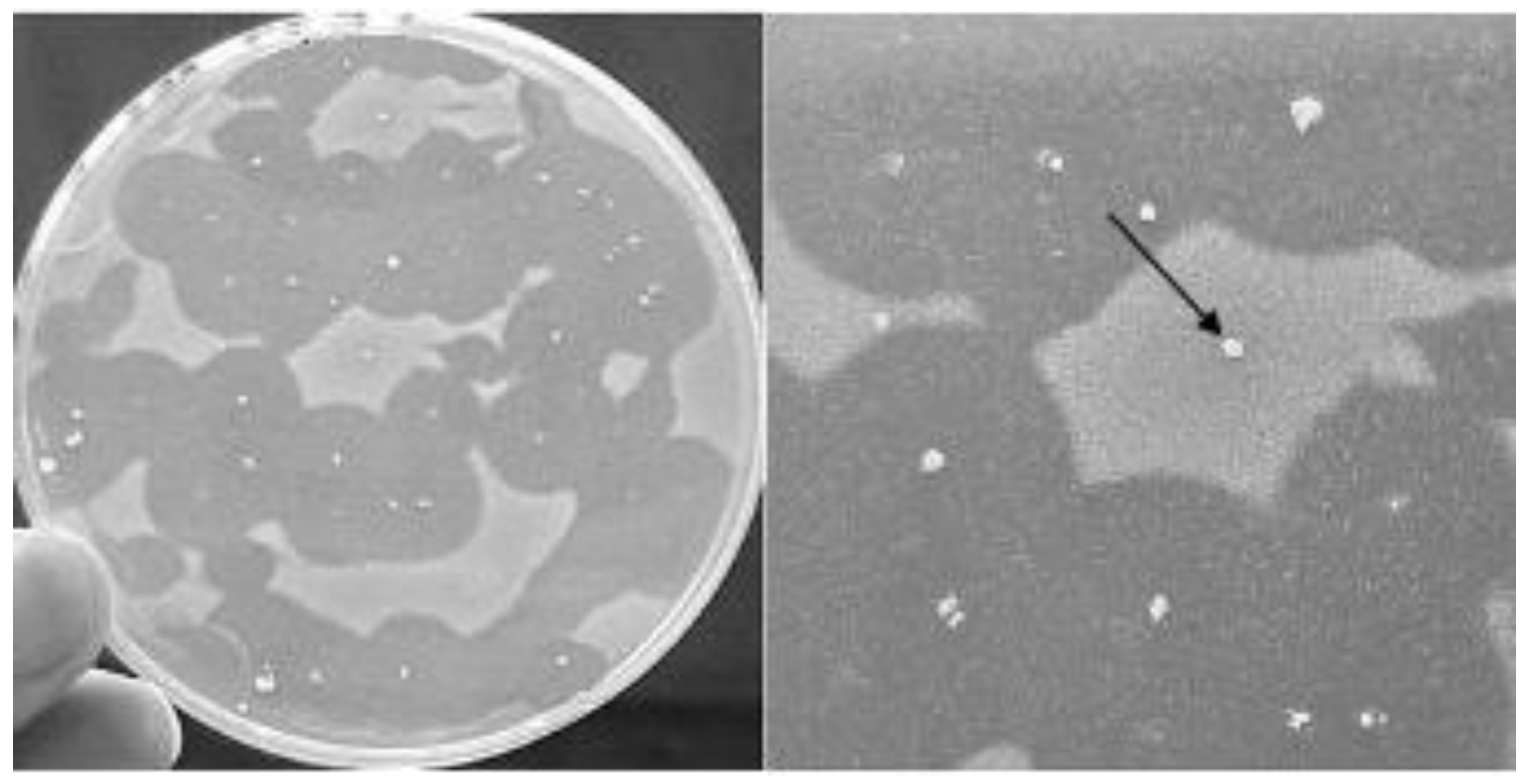 Foods 09 01757 g003 Foods 09 01757 g003