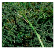 Foods 09 01761 i003 Foods 09 01761 i003