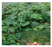 Foods 09 01761 i004 Foods 09 01761 i004