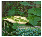 Foods 09 01761 i005 Foods 09 01761 i005