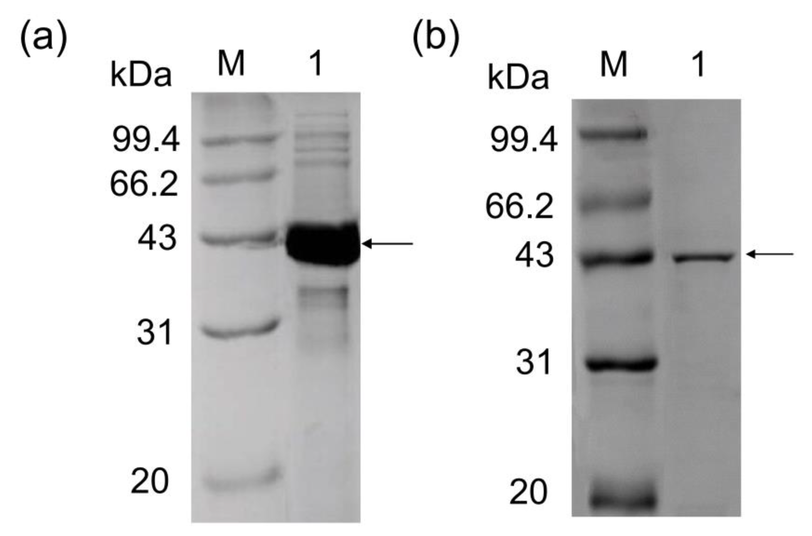 Foods 09 01809 g001 Foods 09 01809 g001