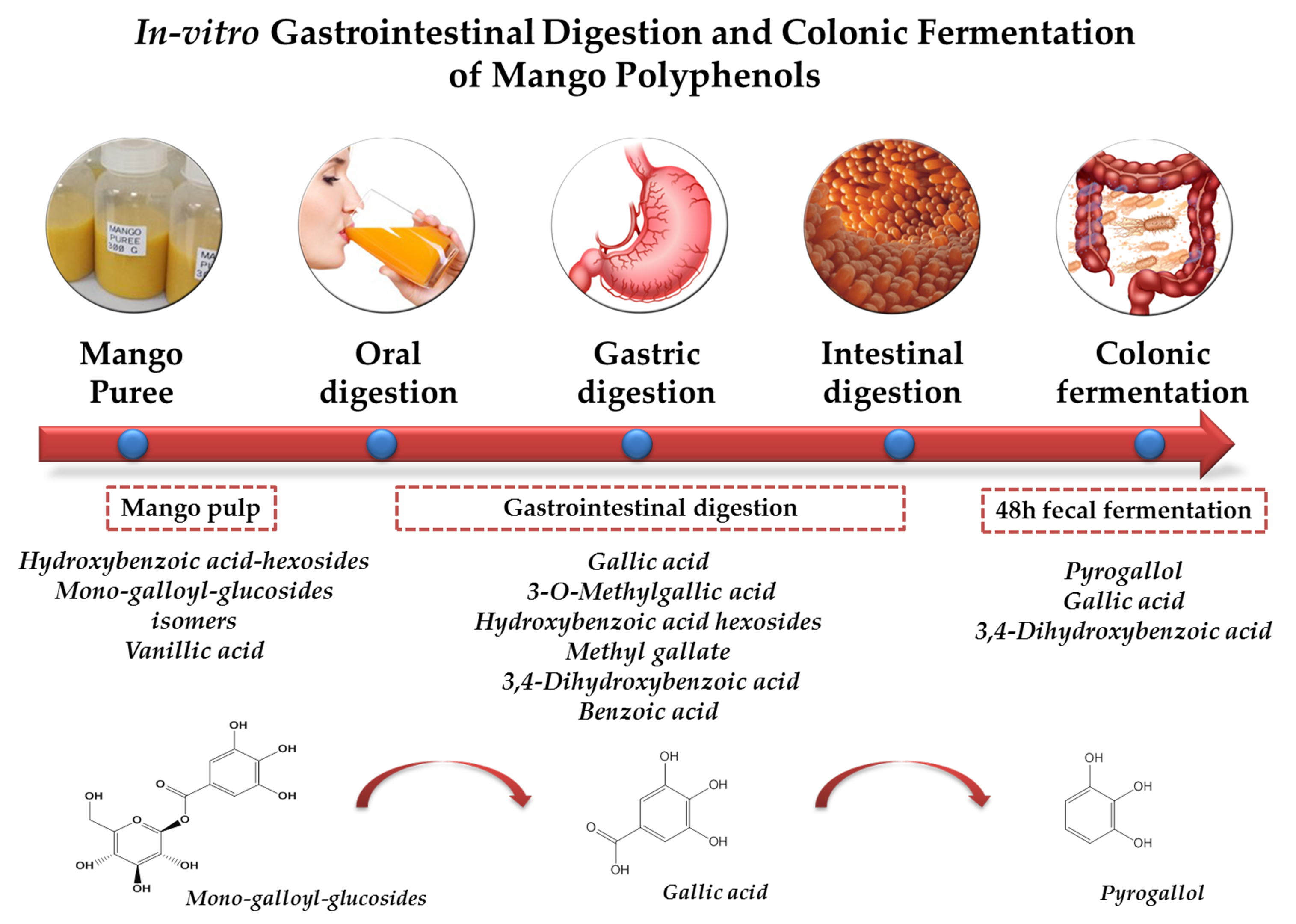 Cuanto tiempo tarda en hacer la digestion