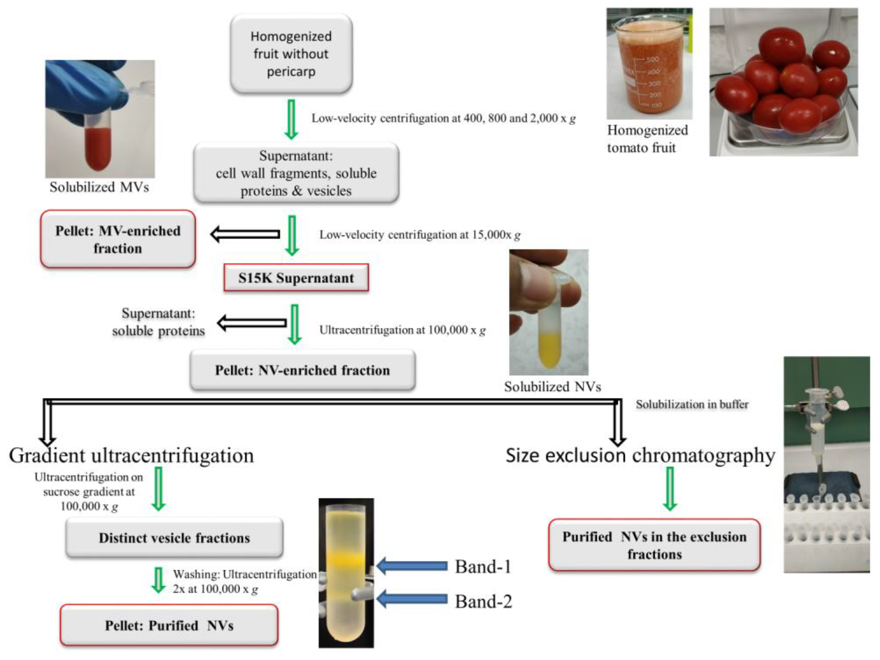 Foods 09 01852 g001 Foods 09 01852 g001