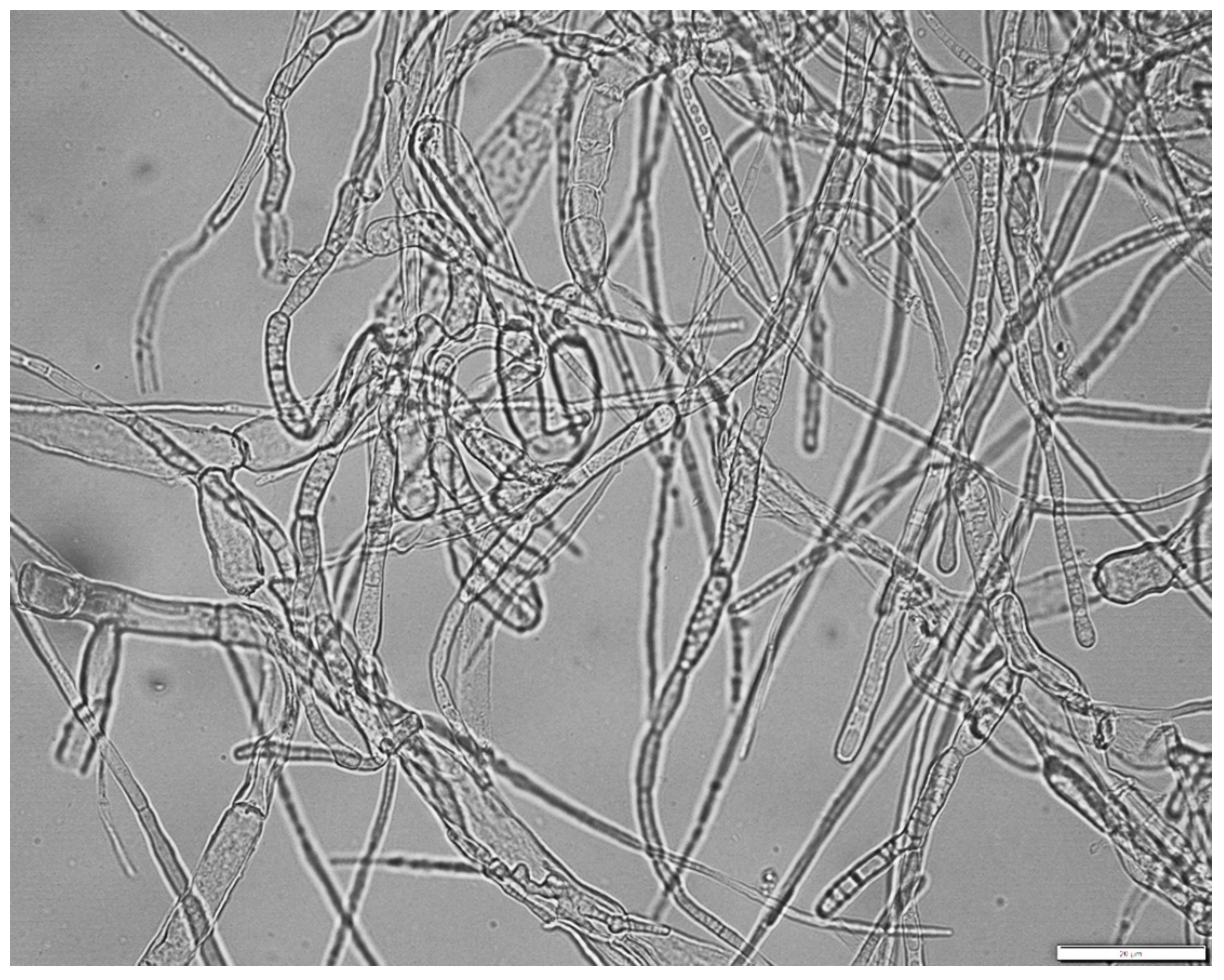 Foods 09 01889 g002 Foods 09 01889 g002