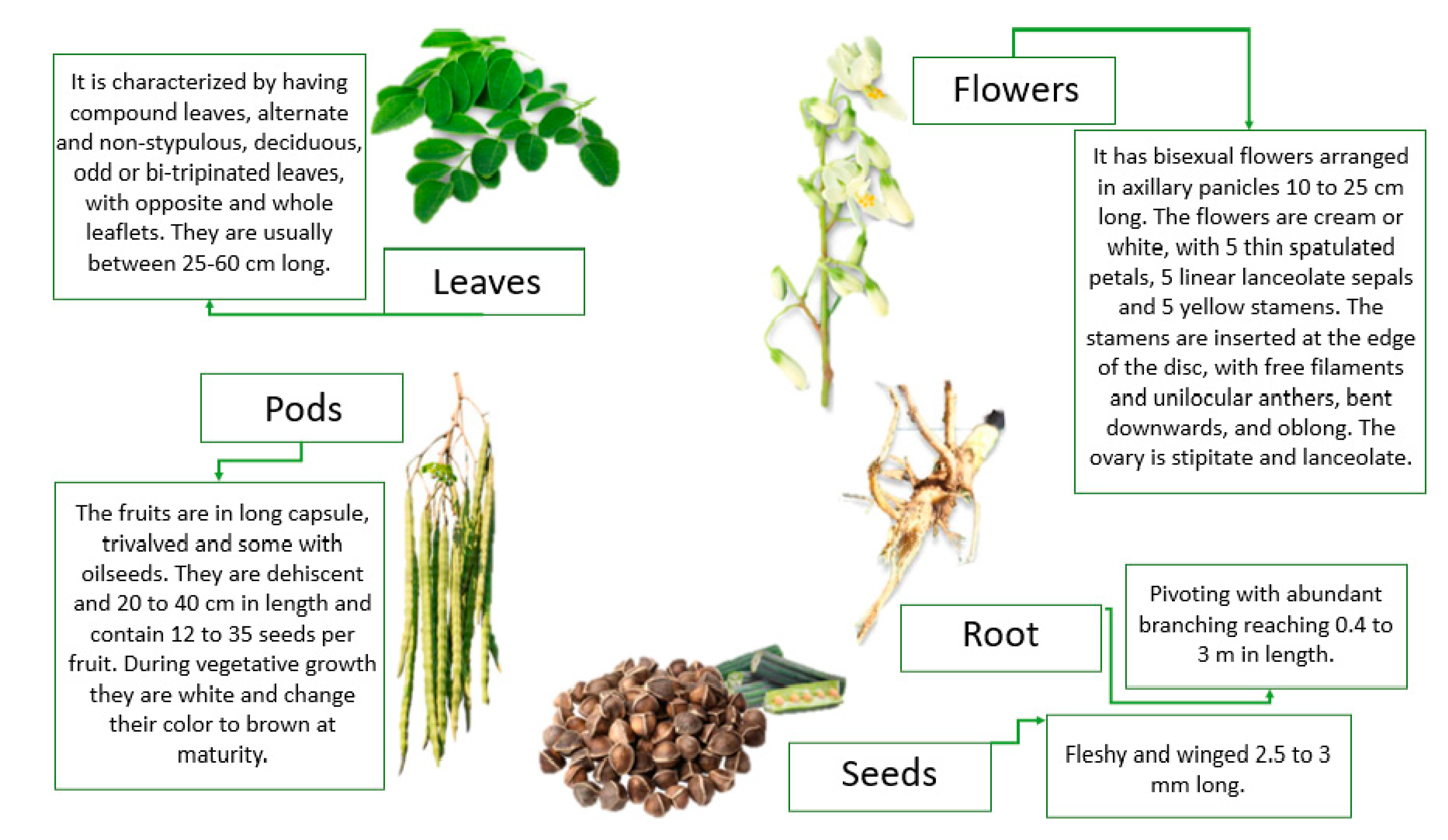 Foods Free Full Text Moringa Oleifera An Unknown Crop In Developed Countries With Great Potential For Industry And Adapted To Climate Change Html