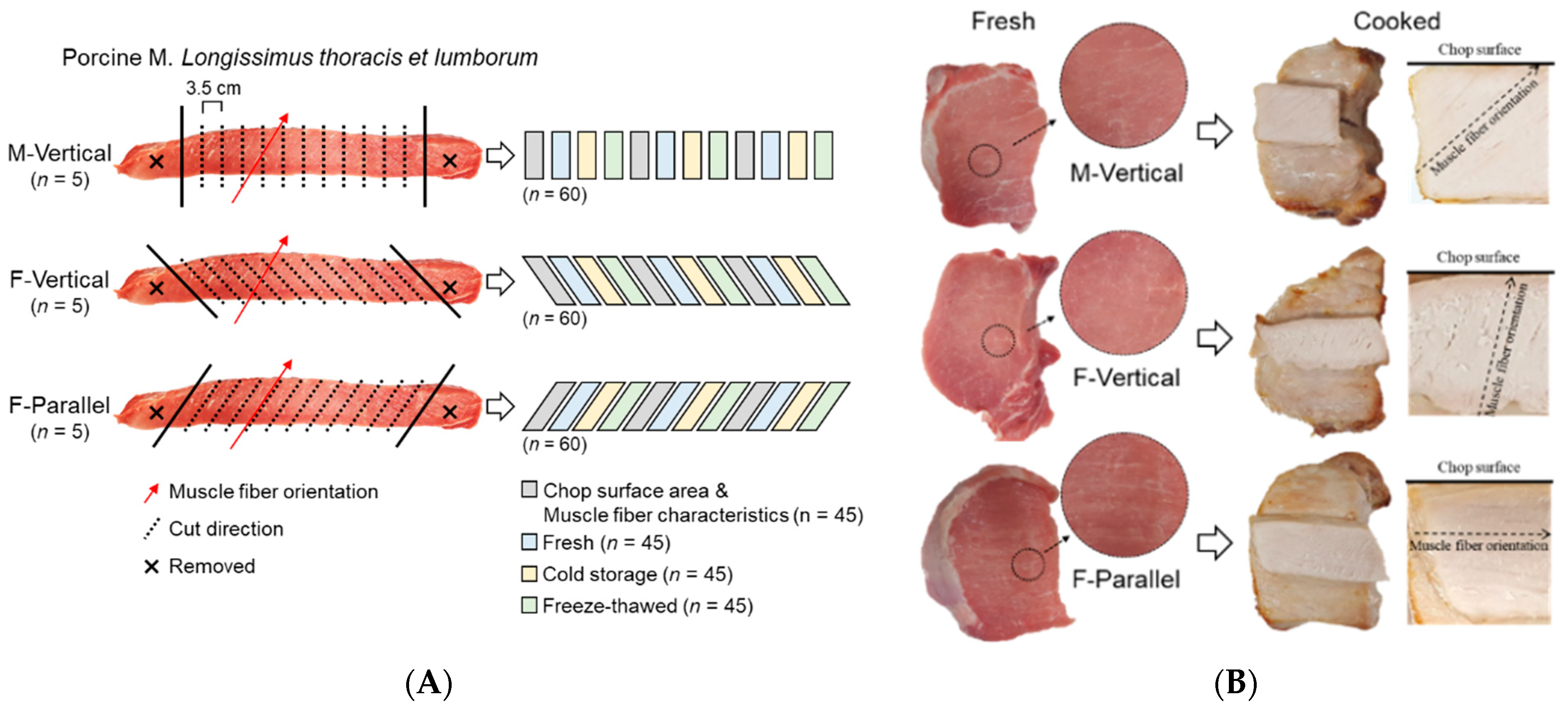 Foods Free Full Text Pork Loin Chop Quality And Muscle Fiber Characteristics As Affected By The Direction Of Cut Html