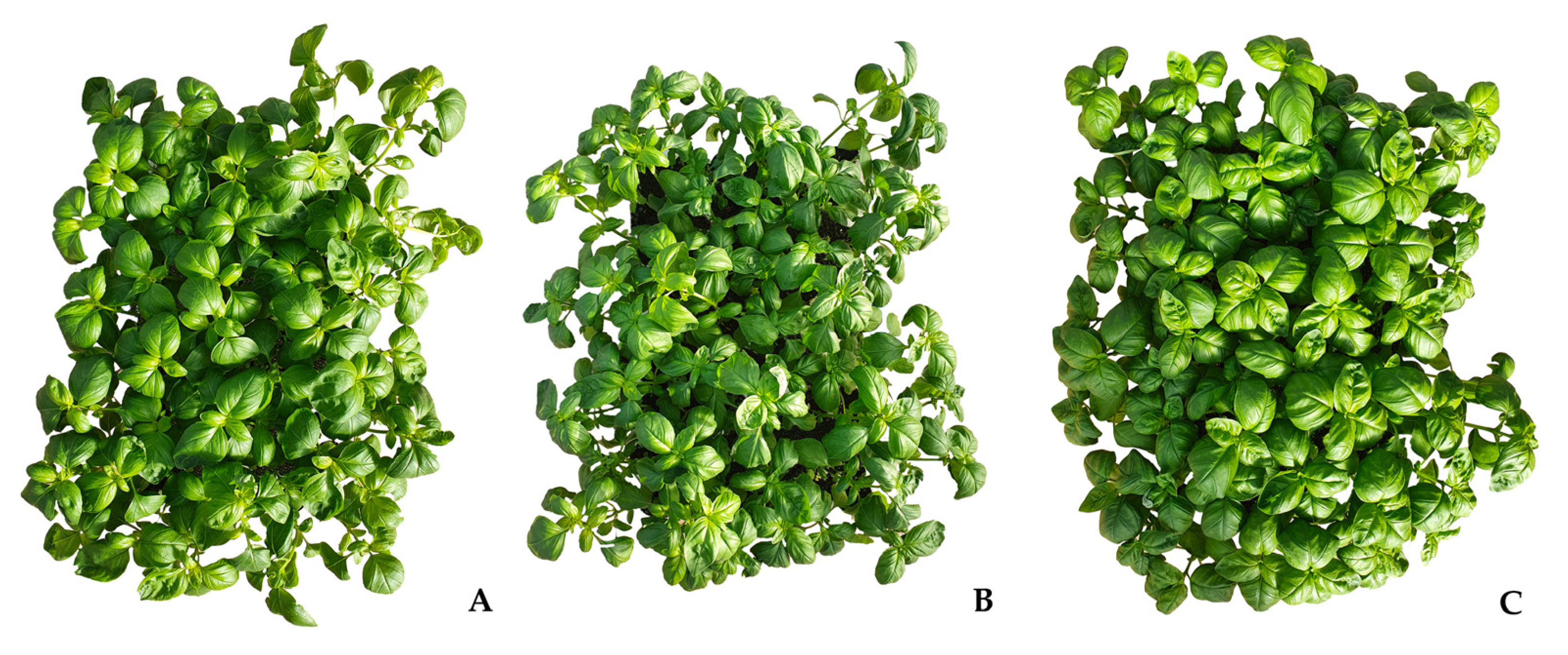 Foods 10 00278 g001 Foods 10 00278 g001