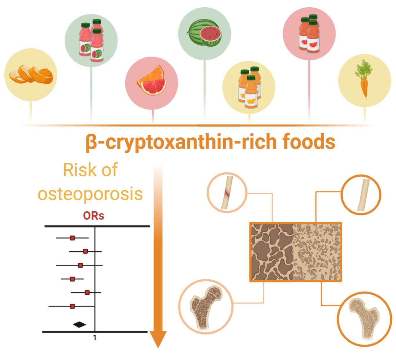 Foods Free FullText Effects of βCryptoxanthin on Improvement in