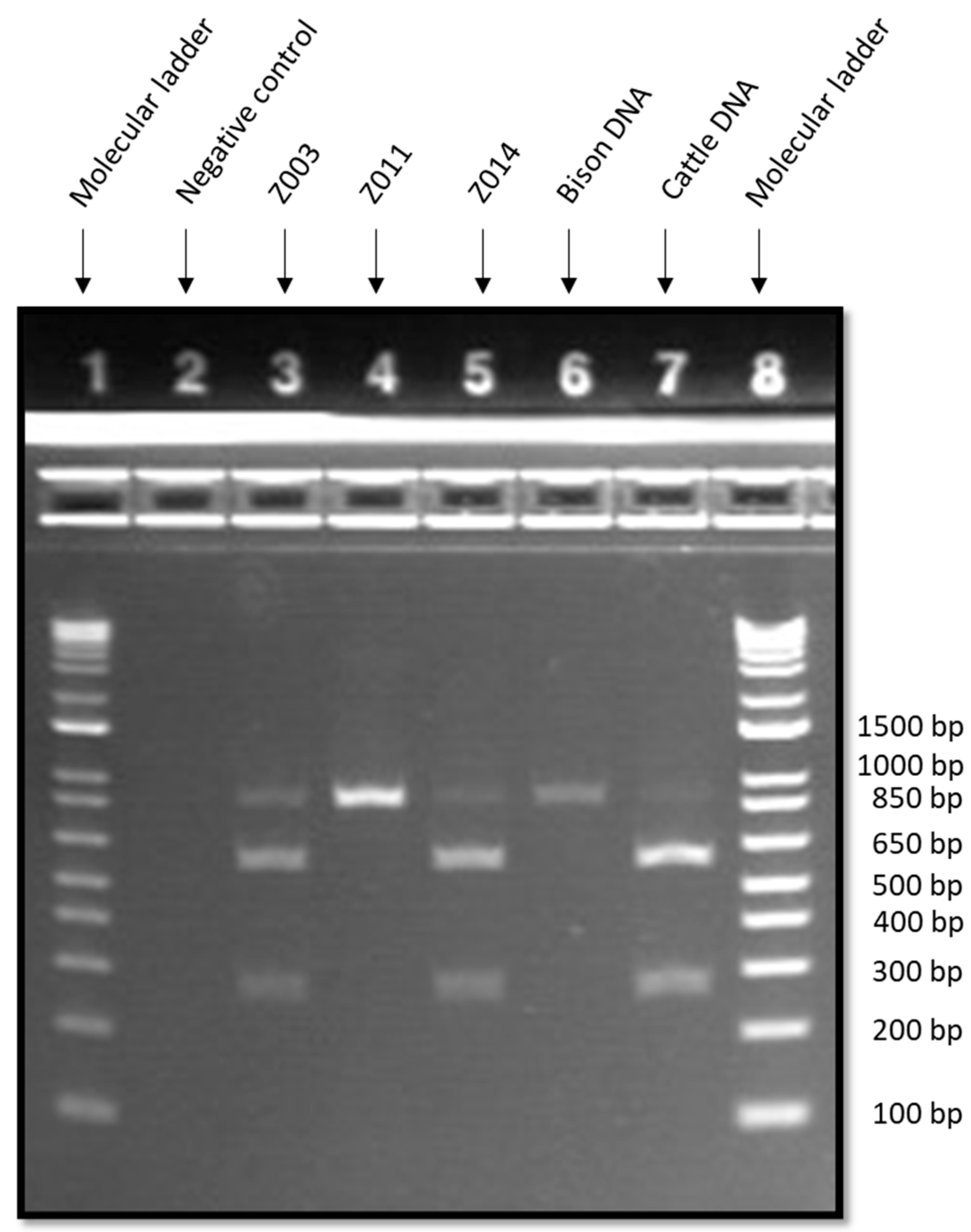 Foods 10 00347 g001 Foods 10 00347 g001