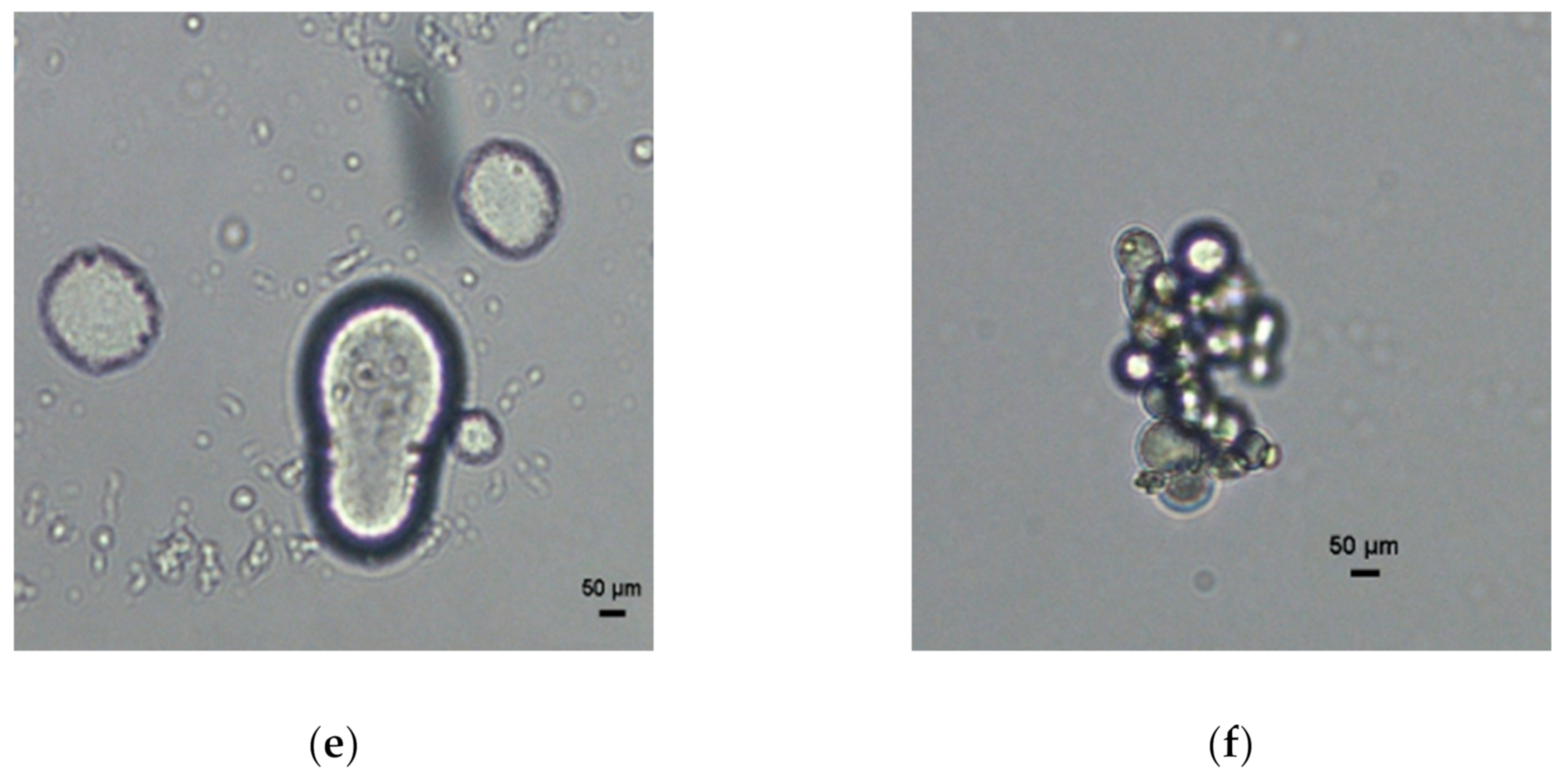 Foods 10 00358 g001b Foods 10 00358 g001b