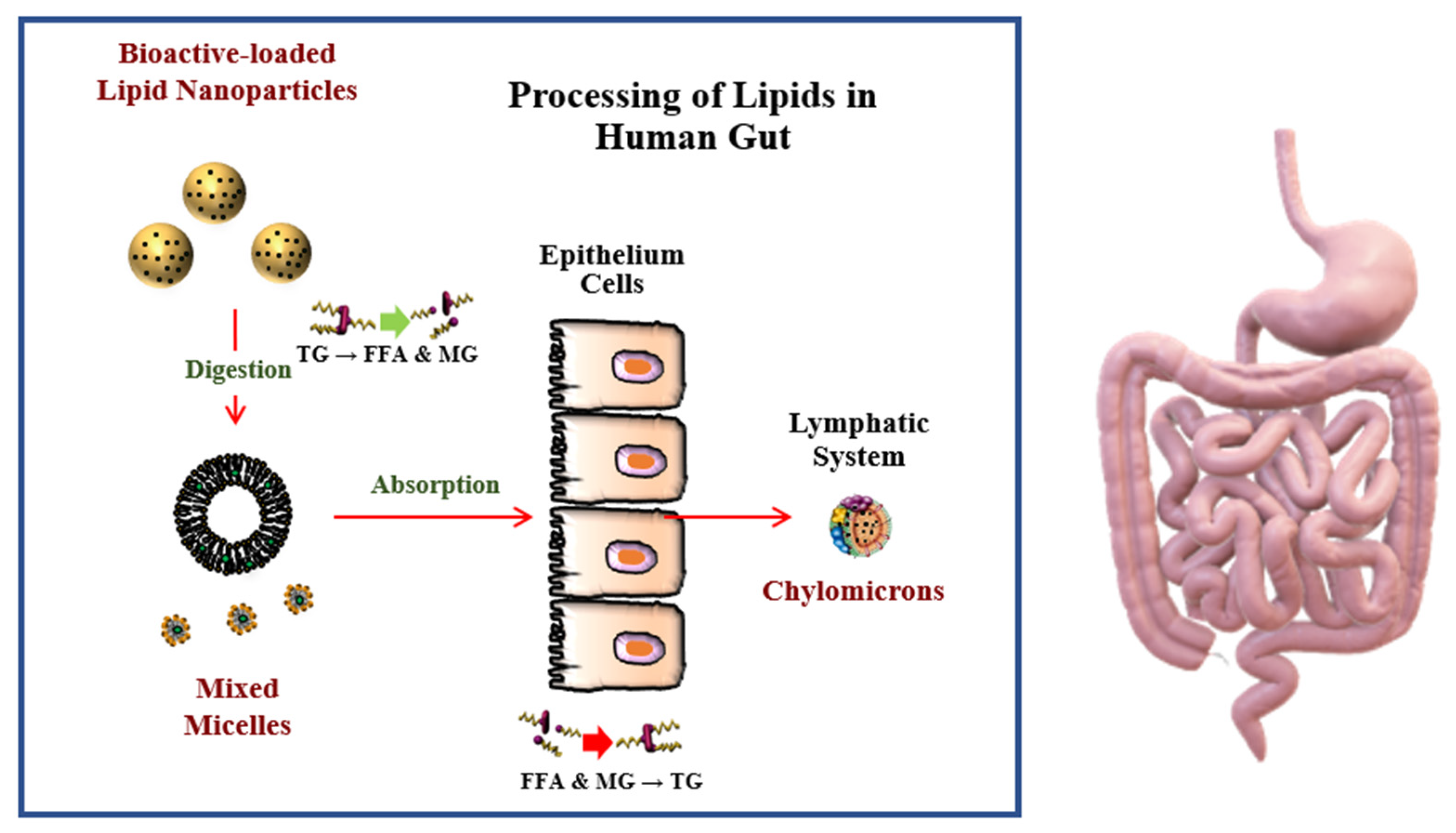 Foods 10 00365 g004 Foods 10 00365 g004