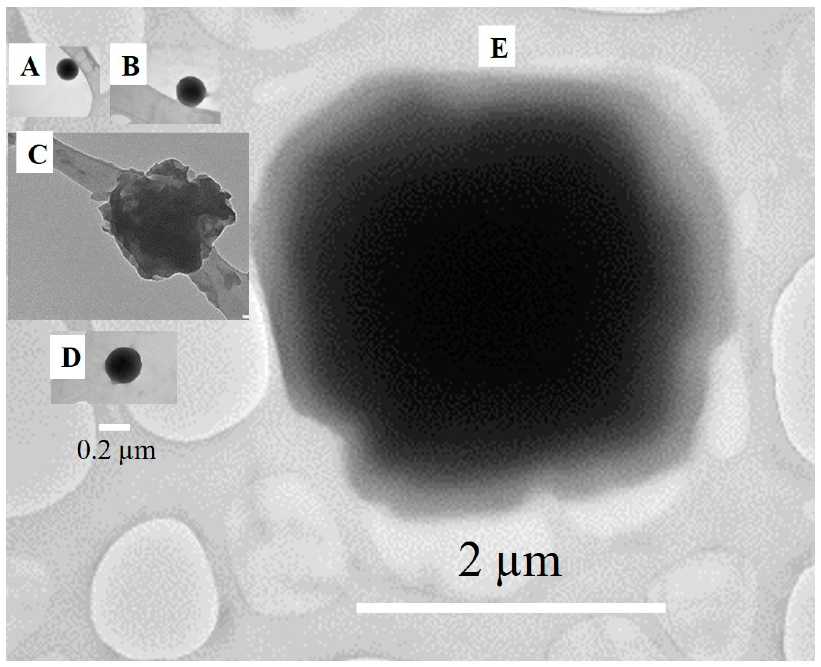 Foods 10 00371 g003 Foods 10 00371 g003