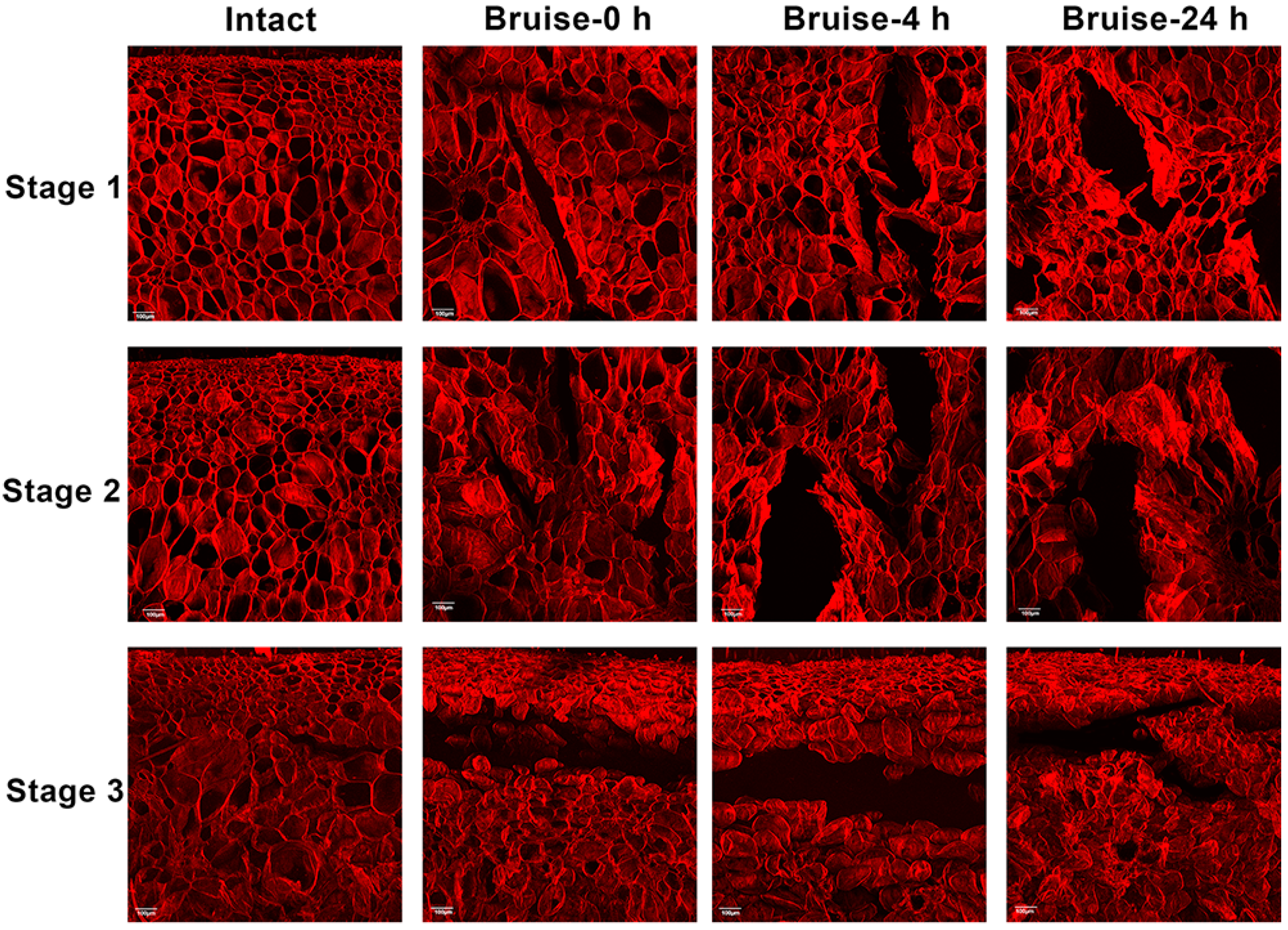 Foods 10 00388 g003 550