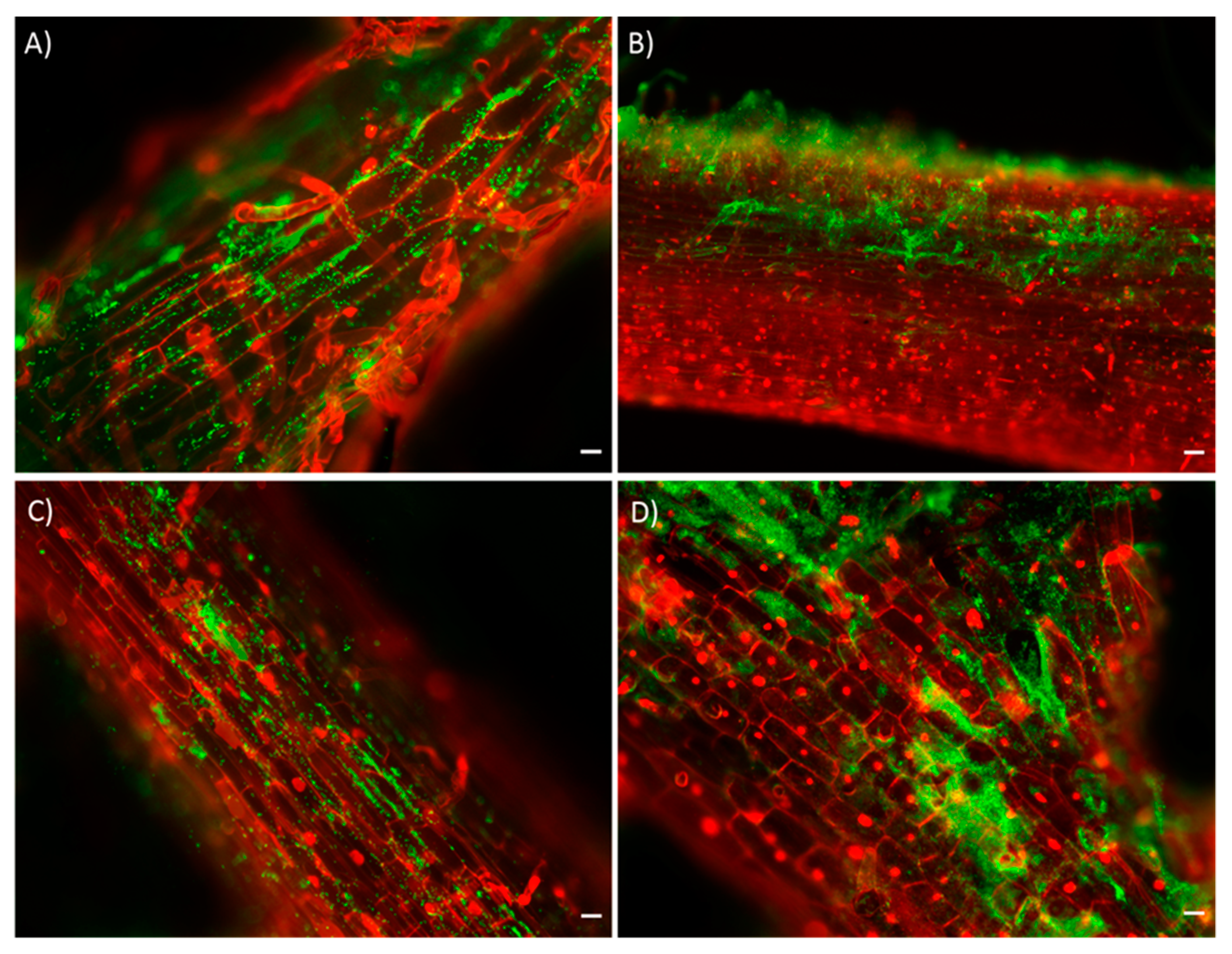 Foods 10 00424 g001 Foods 10 00424 g001