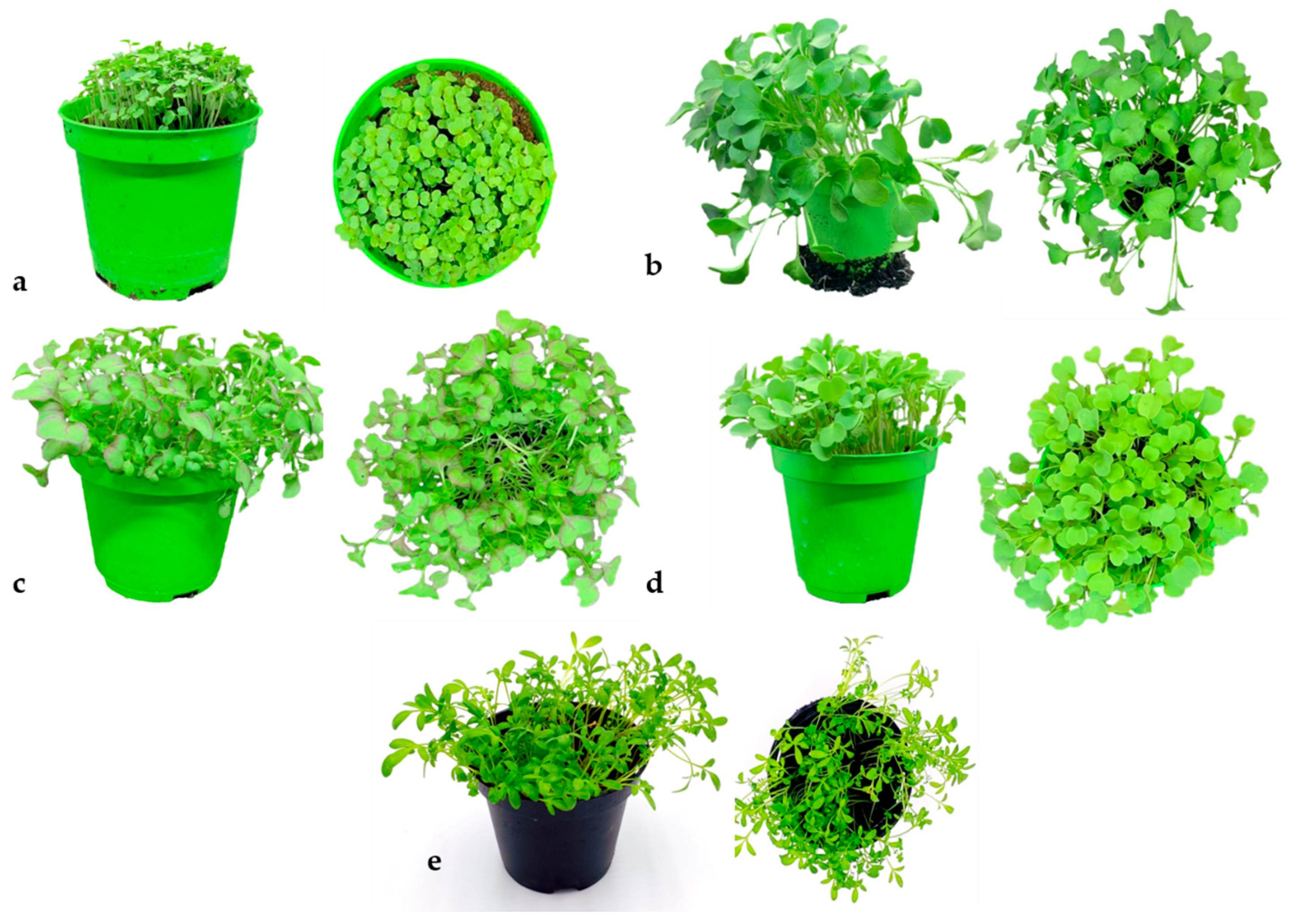 Foods 10 00427 g001 Foods 10 00427 g001