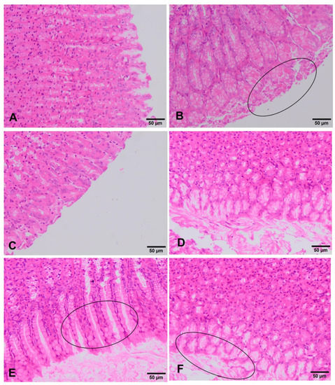 In Vivo Rat Micronucleus Test - STEMart