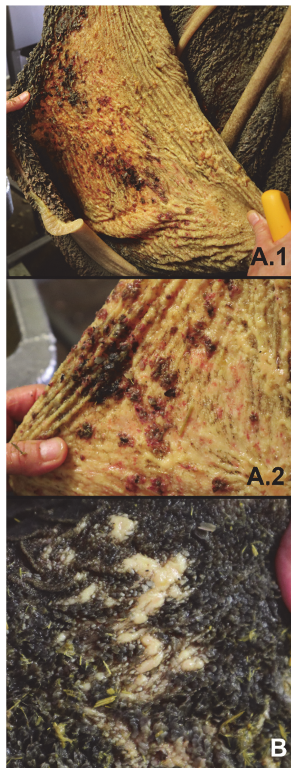 Foods 10 00584 g001 Foods 10 00584 g001