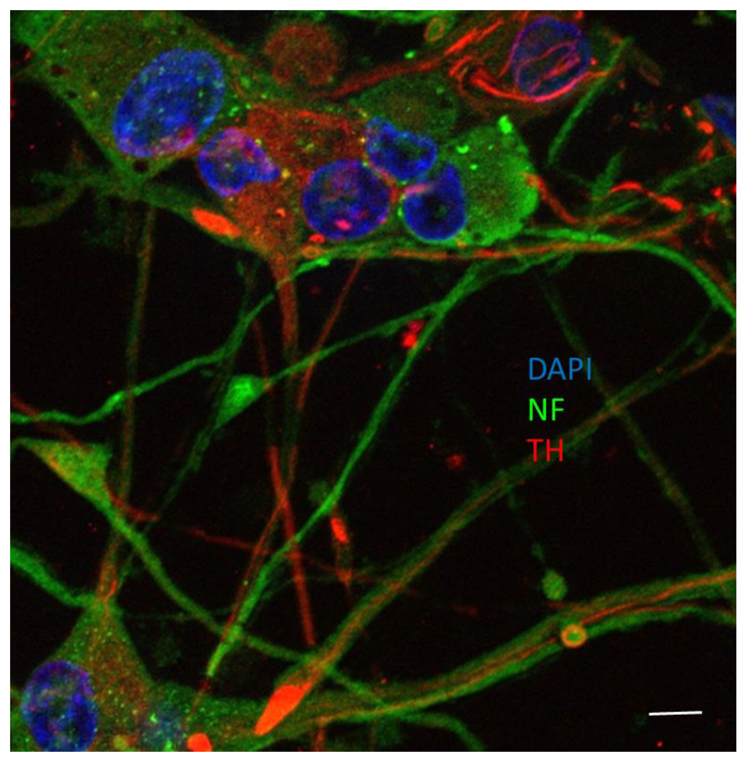 Foods 10 00586 g001 Foods 10 00586 g001