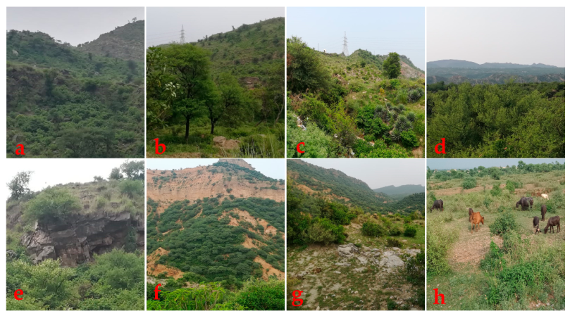 Foods 10 00594 g001 Foods 10 00594 g001