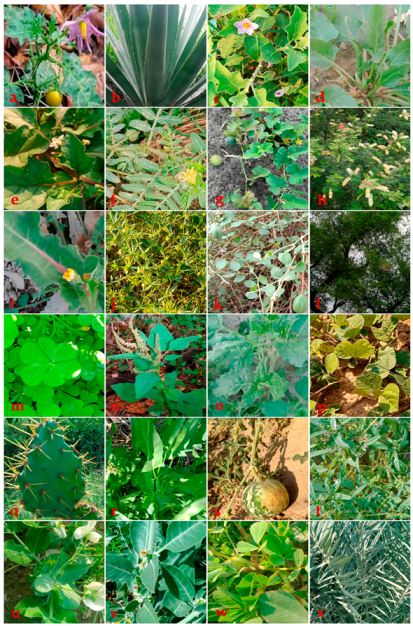 Foods 10 00594 g004 Foods 10 00594 g004