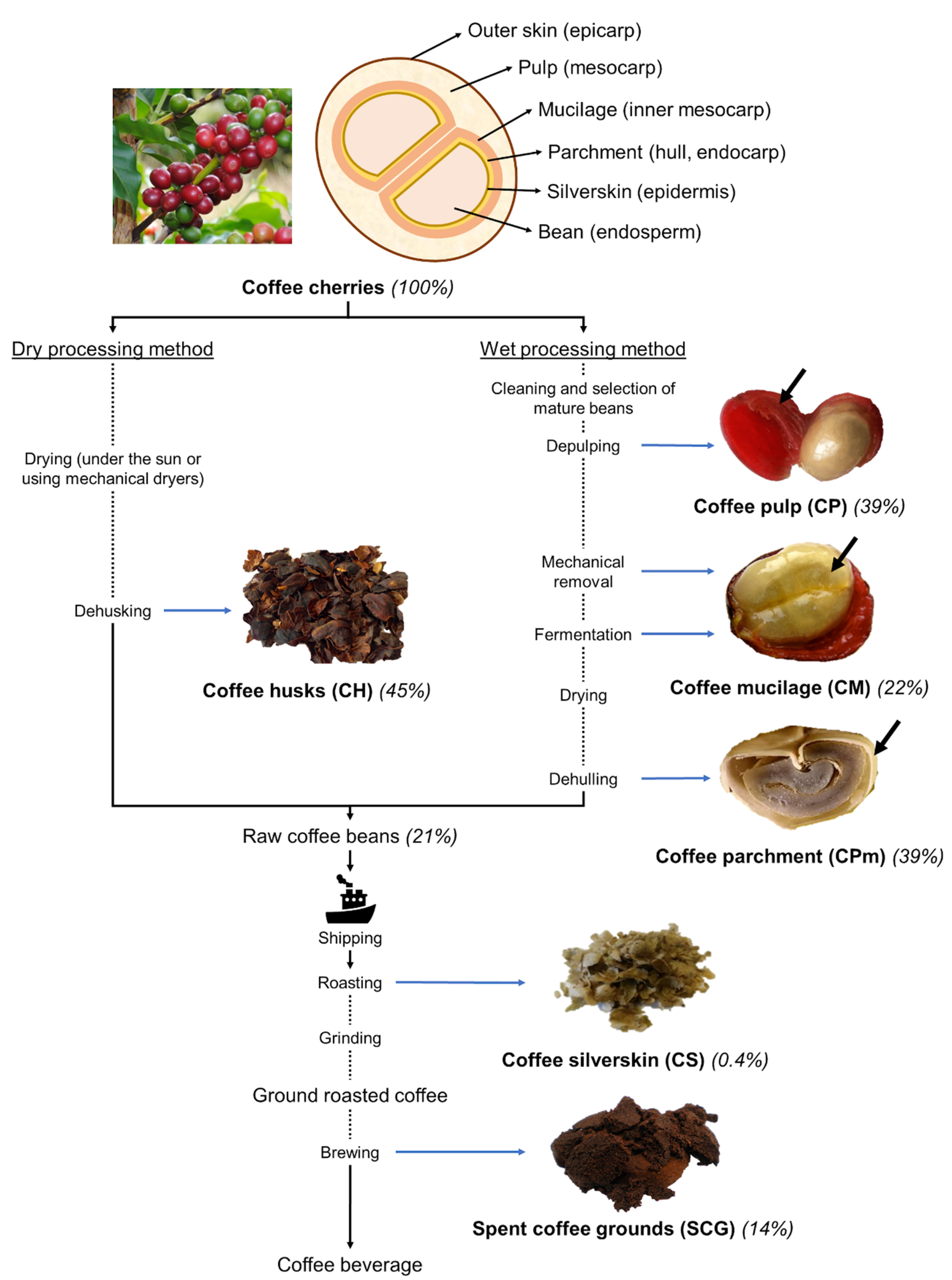 Foods Free Full Text Coffee By Products And Their Suitability For Developing Active Food Packaging Materials Html