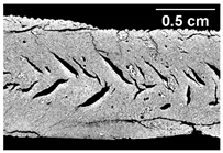 Foods 10 00697 i009 Foods 10 00697 i009