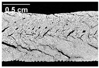 Foods 10 00697 i010 Foods 10 00697 i010