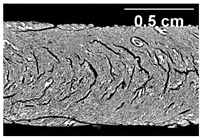 Foods 10 00697 i017 Foods 10 00697 i017