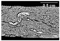 Foods 10 00697 i020 Foods 10 00697 i020