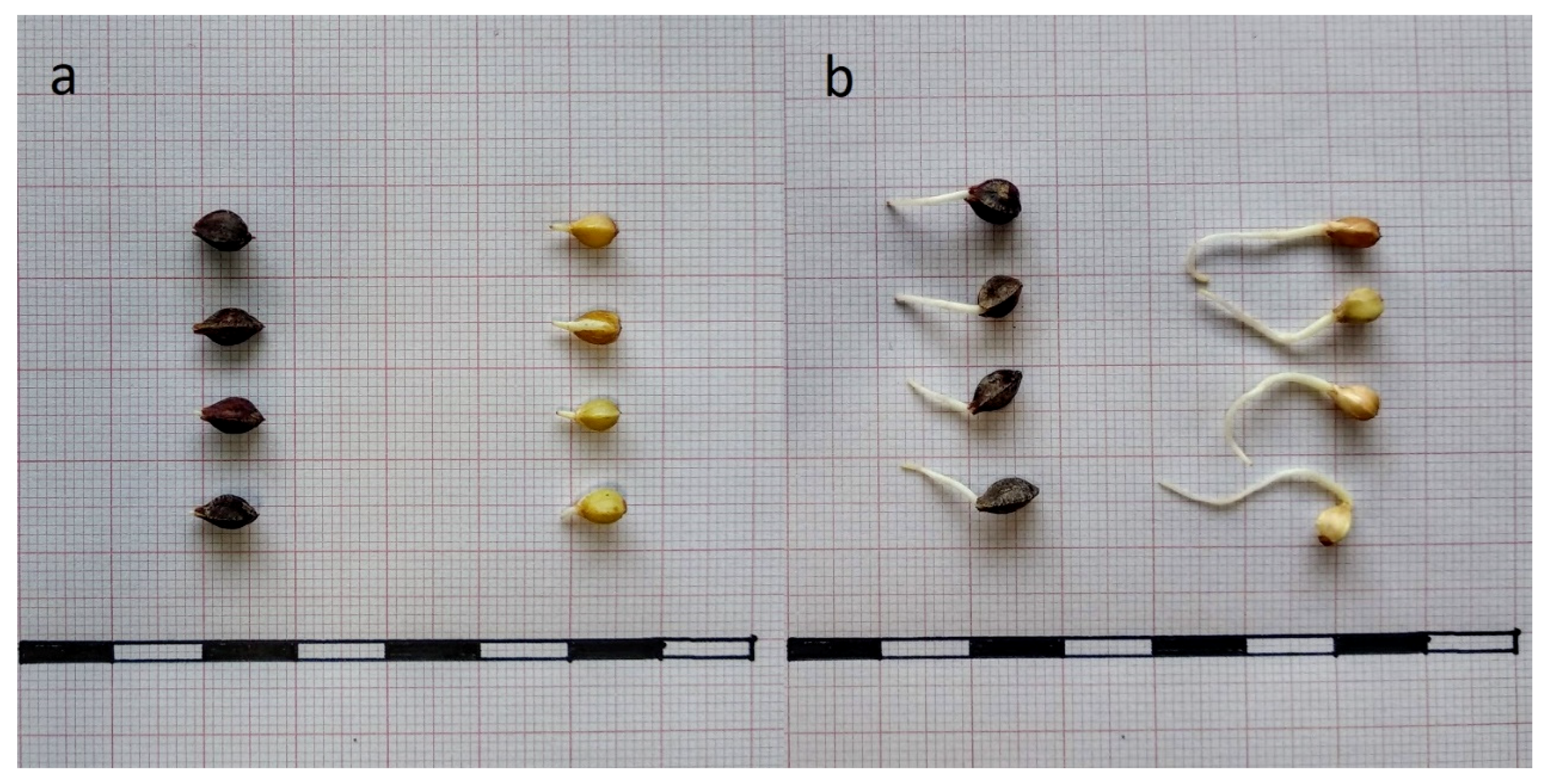 Foods 10 00740 g002 Foods 10 00740 g002