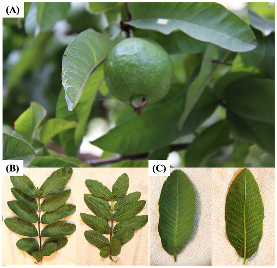 Guava (Psidium guajava L.) Leaves Nutritional Composition
